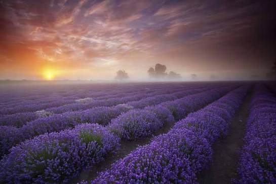 colorful Landscape violet