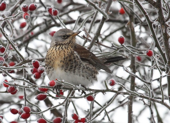 winter tree bird